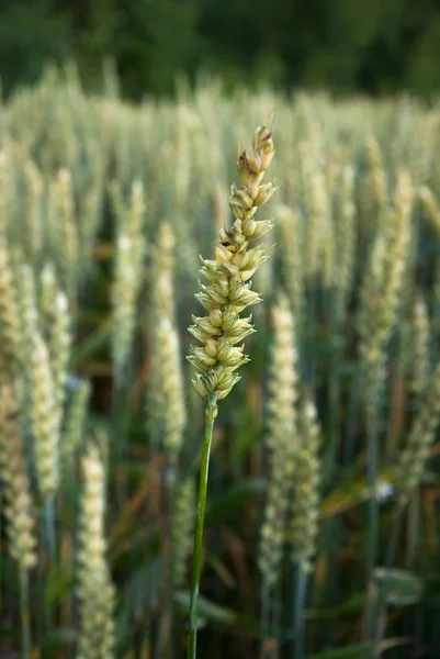Pšenice v oboru — Stock fotografie