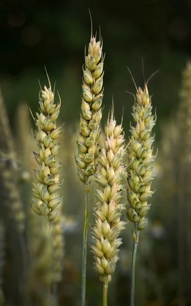 Pšenice v oboru — Stock fotografie