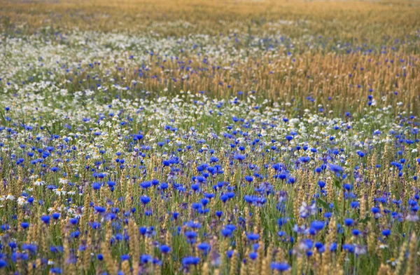 用鲜花 wheatfield — 图库照片