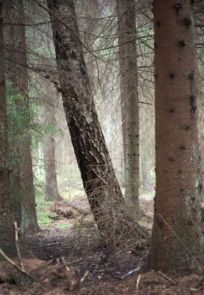 Bäume in einem trockenen Wald — Stockfoto