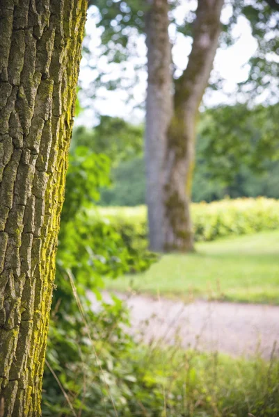Bomen in een park — Stockfoto
