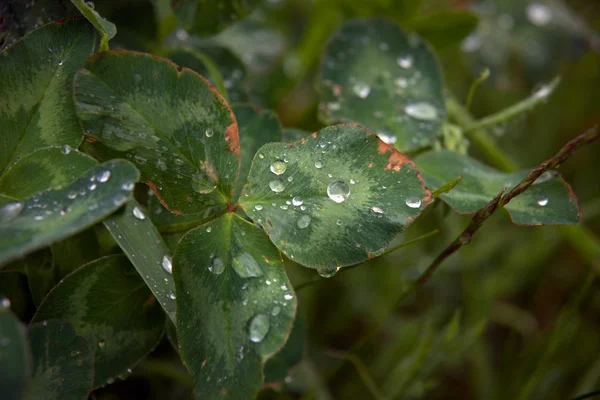 Rain drops on a leaf — Stock Photo, Image