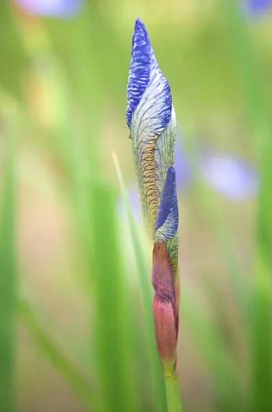Szibériai iris — Stock Fotó