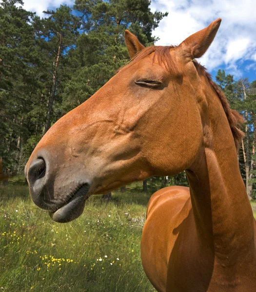 Коричневий кінь — стокове фото