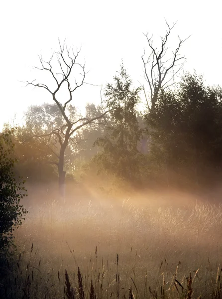 Early morning mist — Stock Photo, Image