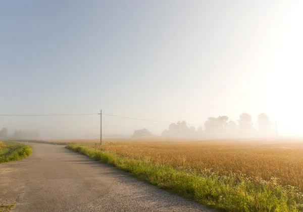 Пшеничное поле в тумане — стоковое фото