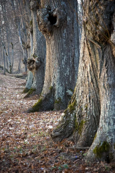 Деревья в ряд — стоковое фото