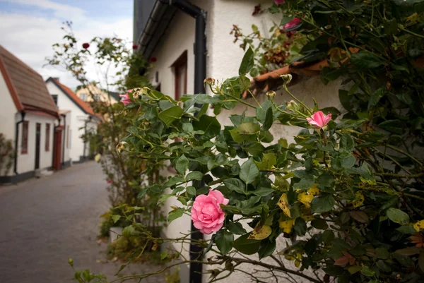 Picturesque street with rose bush