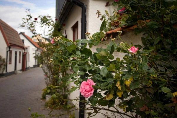 stock image Picturesque street with rose bush