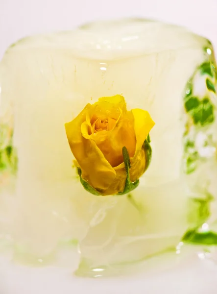 Gele roos in ijs — Stockfoto