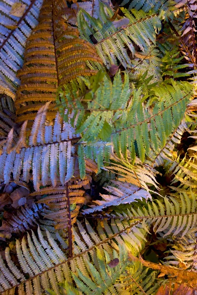 Autumn ferns — Stock Photo, Image