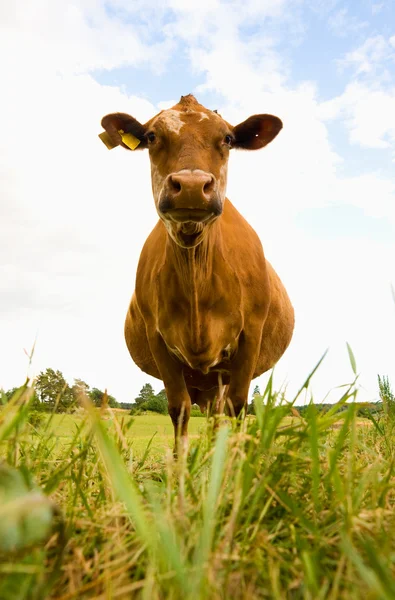 Vaca en el campo — Foto de Stock