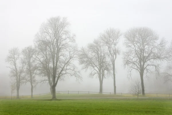 Stromy v mlze — Stock fotografie