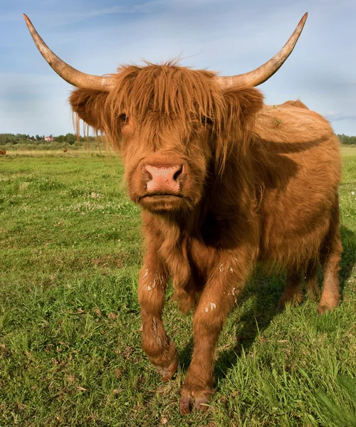 Galoppierende Kuh — Stockfoto