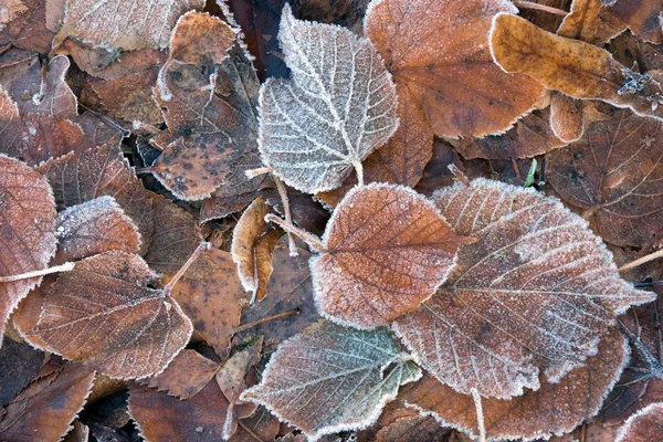 茶色の葉を凍結 — ストック写真