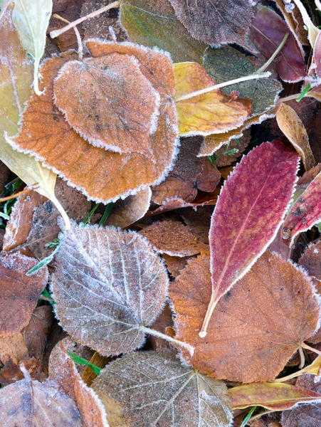 Frozen leaves — Stock Photo, Image