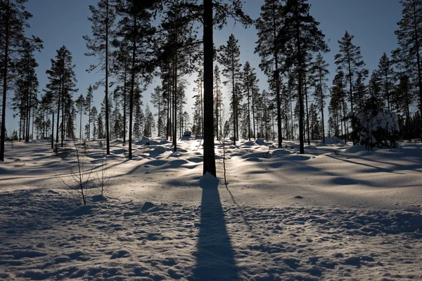 Silhouet van bomen — Stockfoto