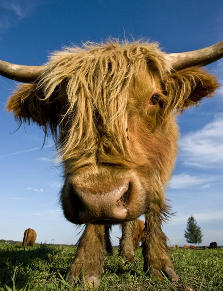 Vaca peluda — Fotografia de Stock