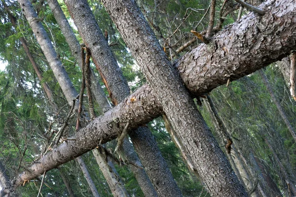 Падшее дерево — стоковое фото