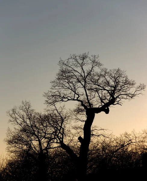 Silhuett av ett träd — Stockfoto