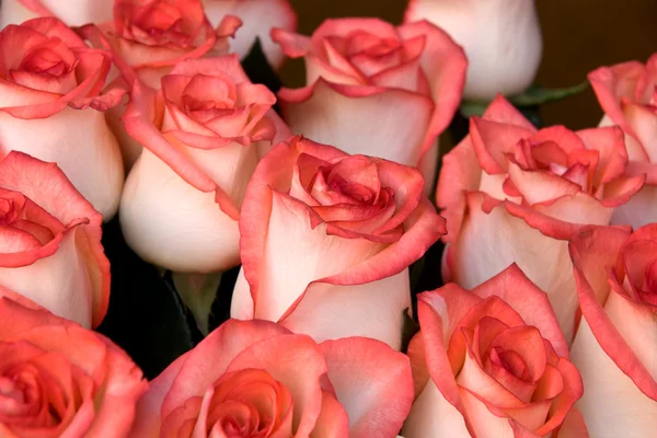 Очень красивые розы — стоковое фото