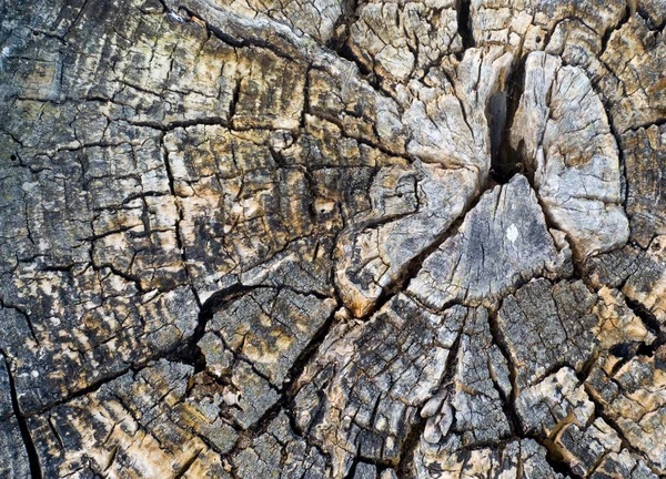 Древнее дерево — стоковое фото