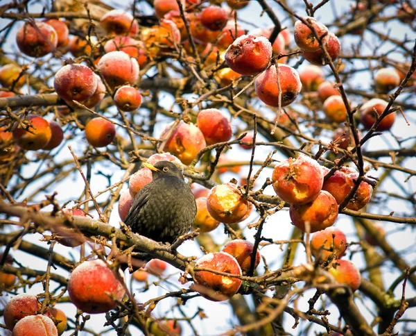 Manzana cubierta de heladas en diciembre — Foto de Stock