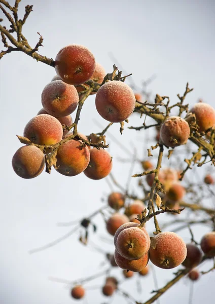 Jabłko pokryte mróz w grudniu — Zdjęcie stockowe