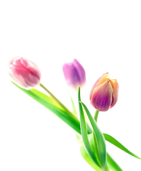 Three tulips — Stock Photo, Image