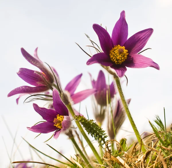 Pulsatilla bloemen — Stockfoto