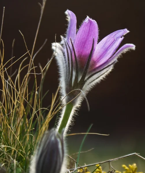 Flor pasque — Fotografia de Stock