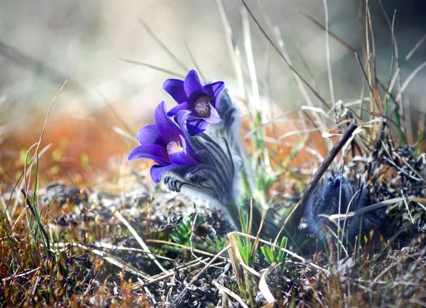 Pulsatilla bloemen — Stockfoto