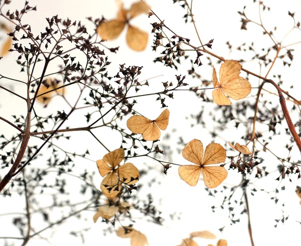 Flores secas — Foto de Stock