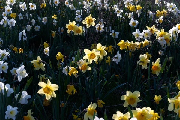 Daffodils — Stock Image Daffodils Royalty Free Stock Images