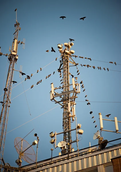 Vögel rund um Telekommunikationsturm lizenzfreie Stockfotos