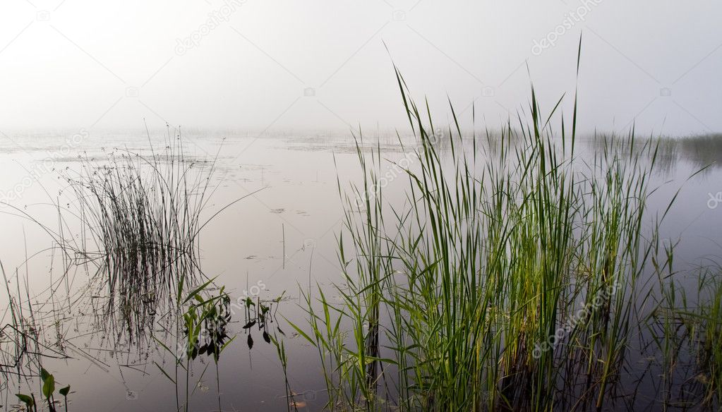 Reeds in foggy lake