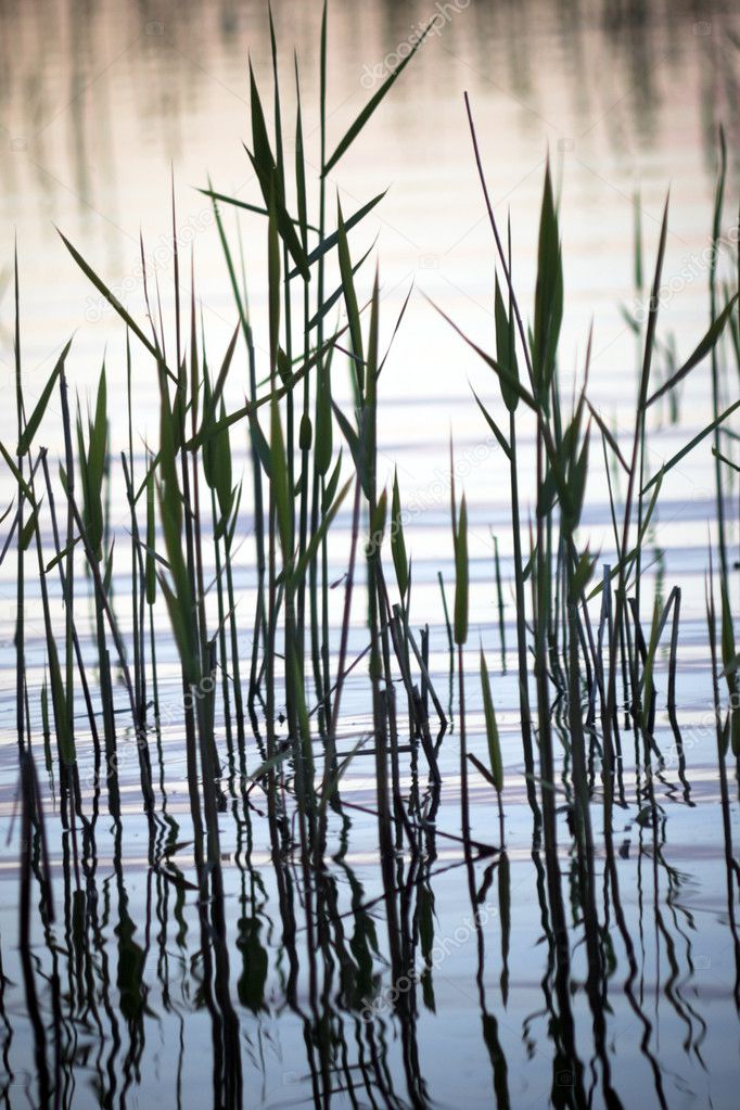 Reflection of reeds