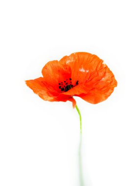 Wild poppy isolated on white clipart