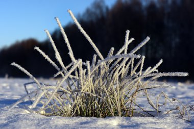 Frozen grass clipart