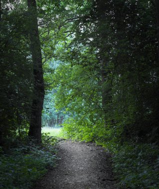 ağaçlar ve yol