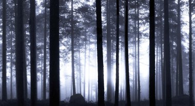 günbatımı sisli orman