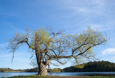 Willow tree in spring clipart