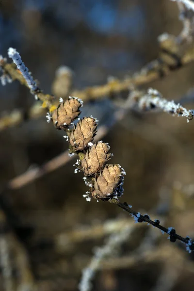 Cones on twig in winter — Stock Photo, Image