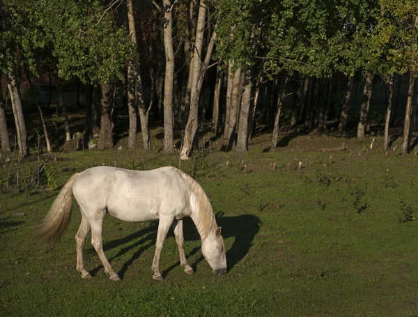 Пасущаяся белая лошадь — стоковое фото