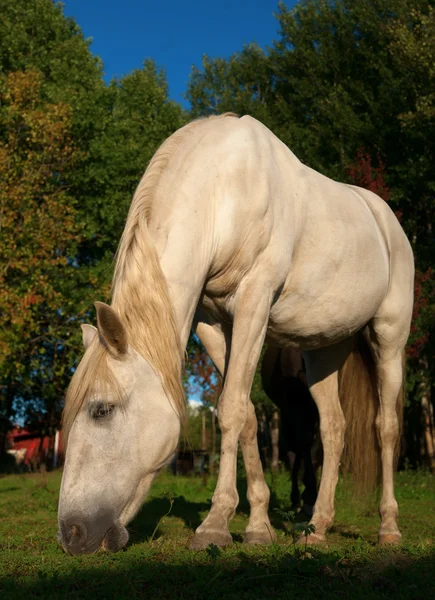 放牧的白马 — 图库照片
