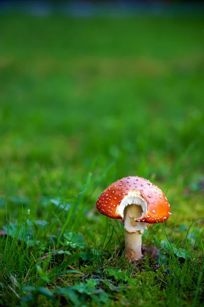 Агарический гриб — стоковое фото