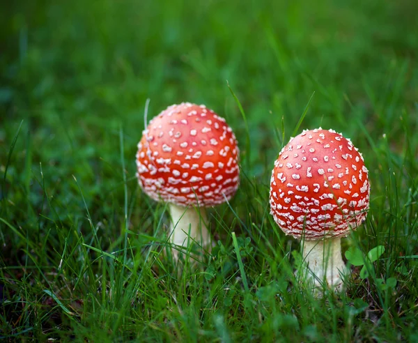 Агарический гриб — стоковое фото