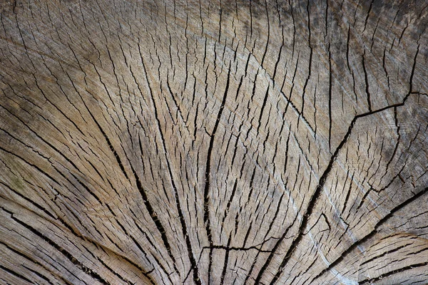 Ağaç arkaplanı — Stok fotoğraf