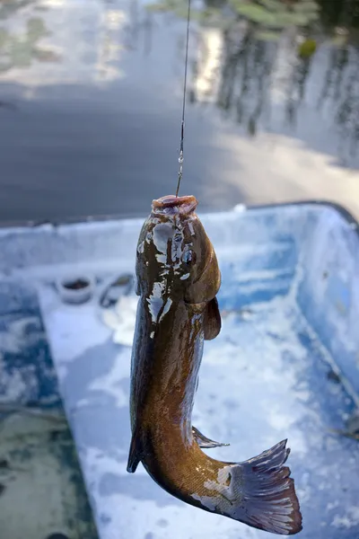 Doctor pescado — Foto de Stock