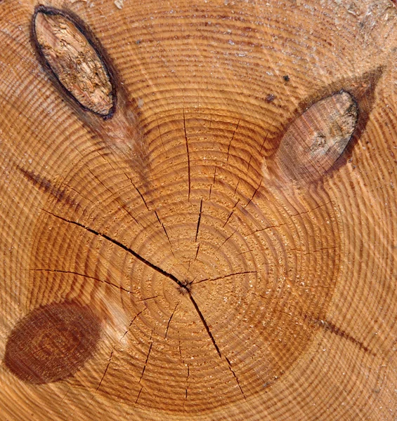 Przekrój drzewa z węzłów — Zdjęcie stockowe